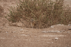Athene cunicularia hypugaea