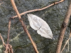 Cyclidia substigmaria nigralbata