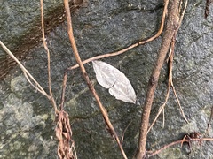 Cyclidia substigmaria nigralbata