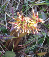 Pedicularis flammea