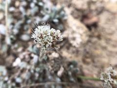 Eriogonum gracilipes