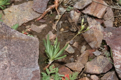 Phemeranthus confertiflorus