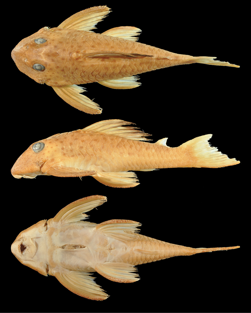Hypancistrus phantasma