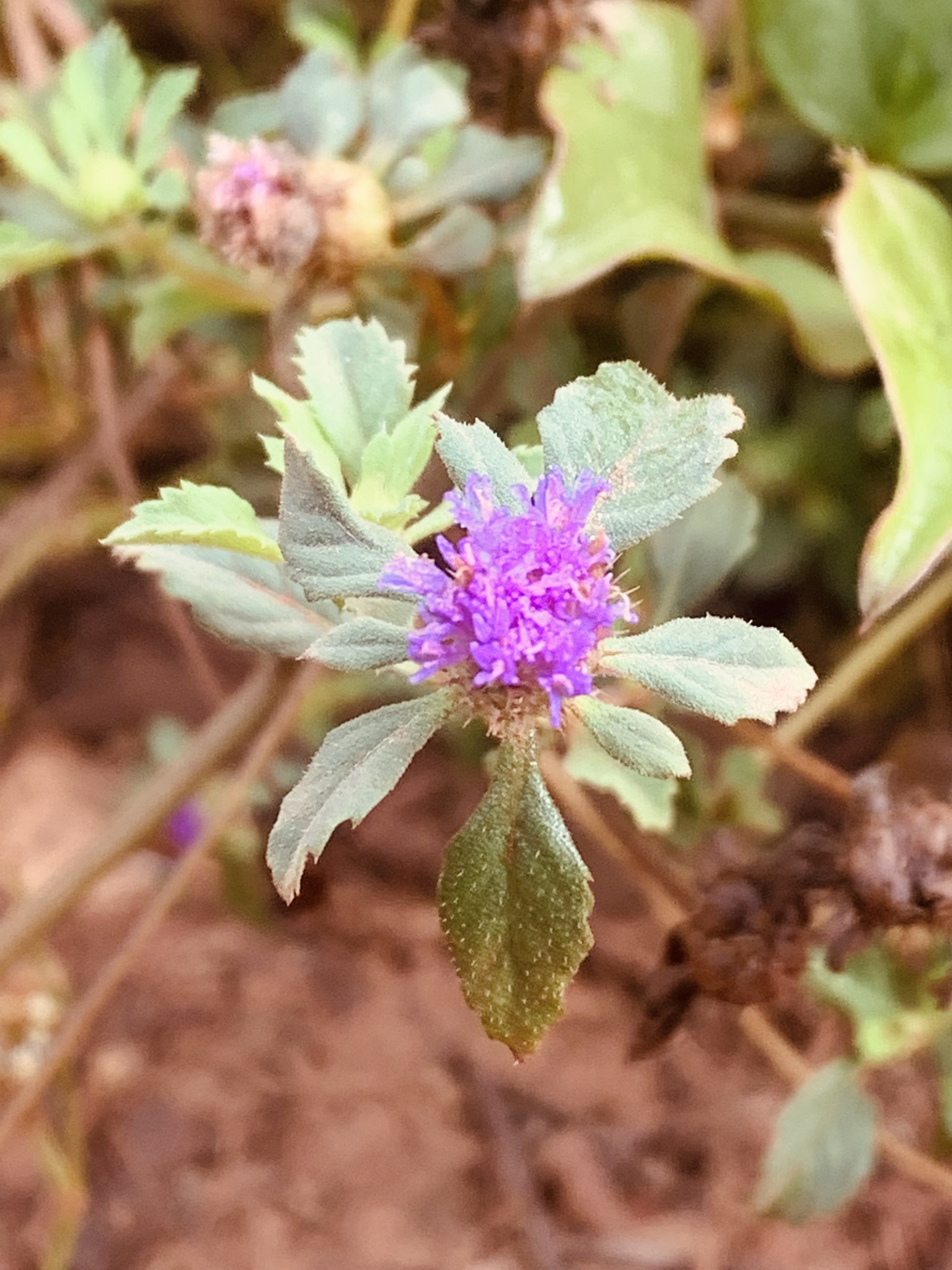 Centratherum punctatum