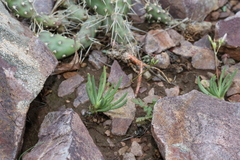 Phemeranthus confertiflorus