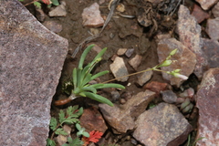 Phemeranthus confertiflorus