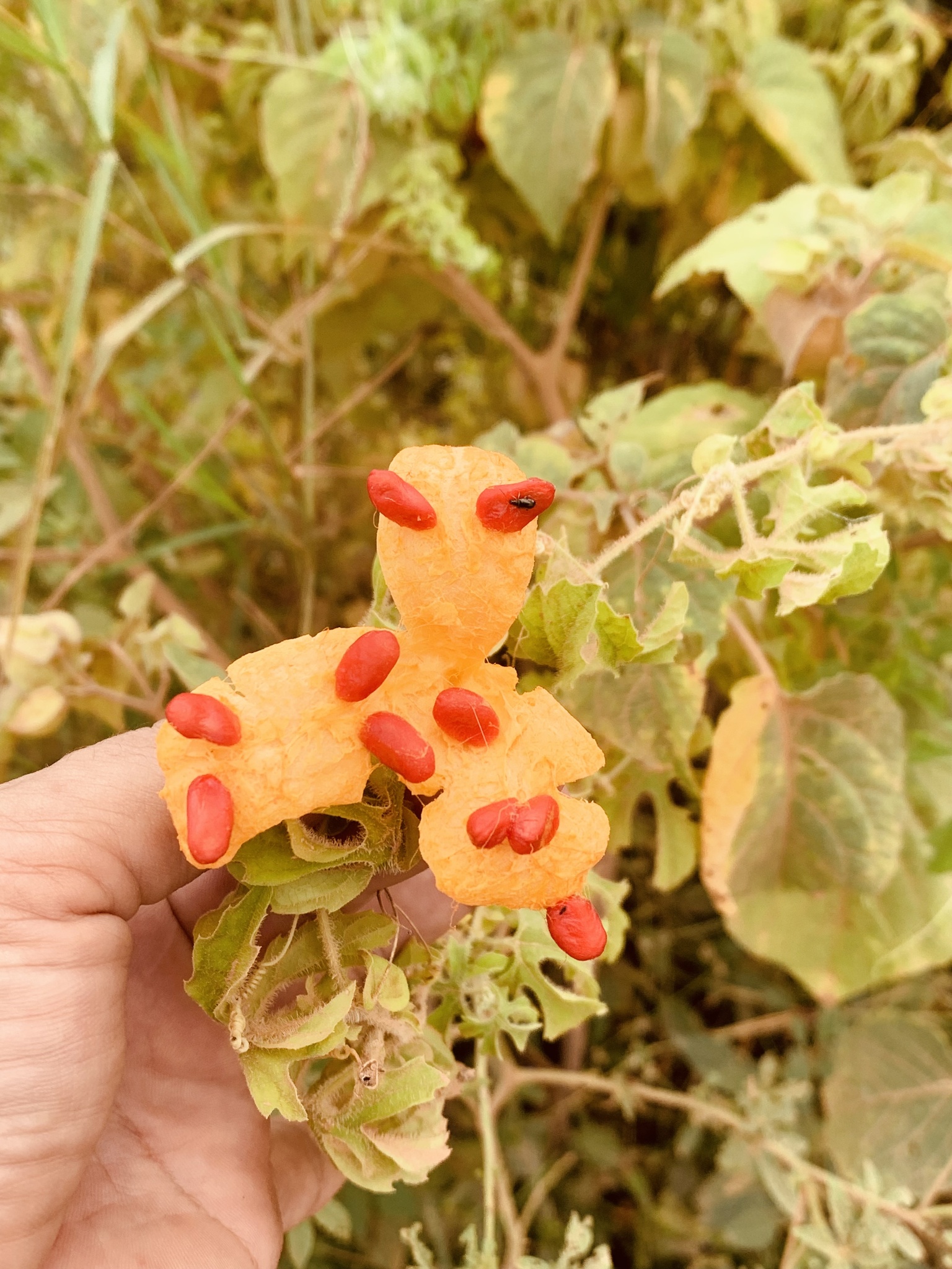 Momordica charantia