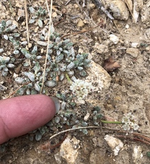Eriogonum gracilipes