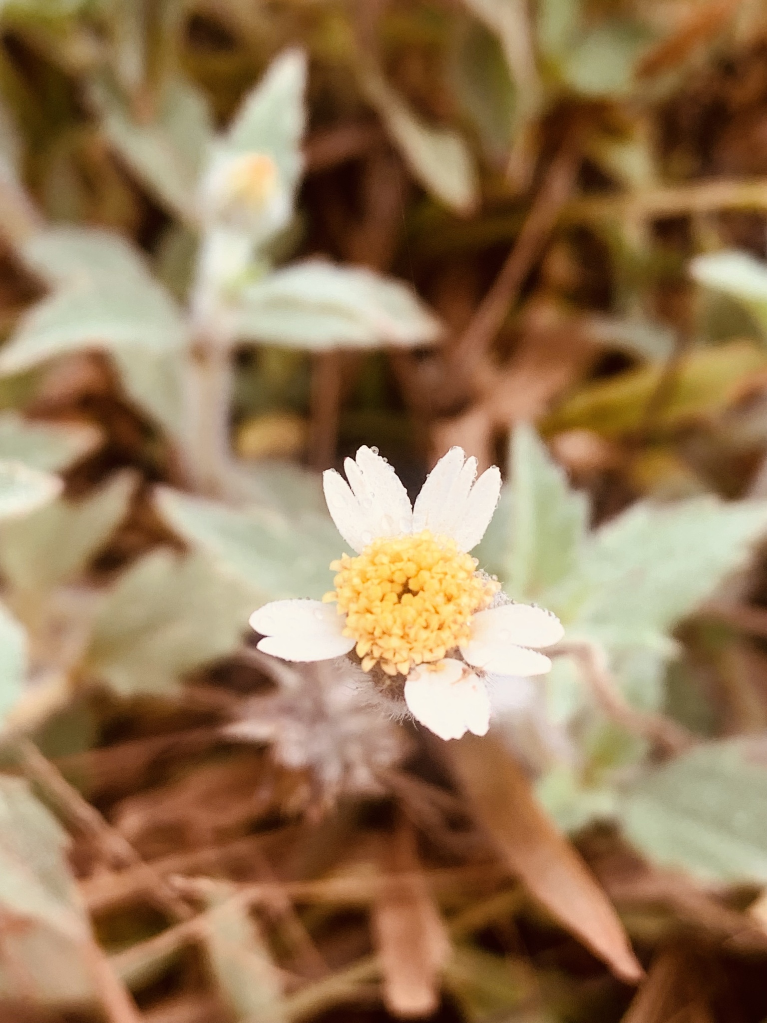 Tridax procumbens