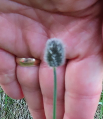 Alopecurus magellanicus