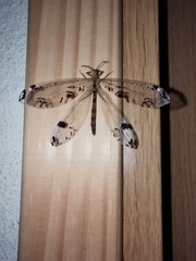 Dendroleon pantherinus