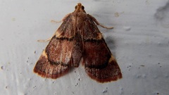 Hypsopygia thymetusalis
