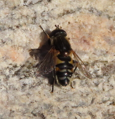 Helophilus groenlandicus