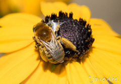 Melissodes agilis