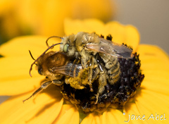 Melissodes agilis