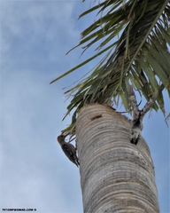 Melanerpes rubricapillus