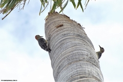 Melanerpes rubricapillus