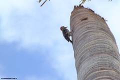 Melanerpes rubricapillus