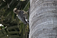 Melanerpes rubricapillus