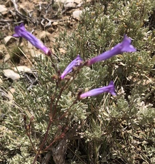 Penstemon scapoides