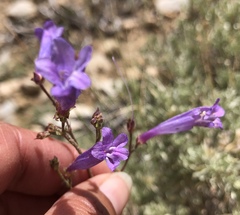 Penstemon scapoides