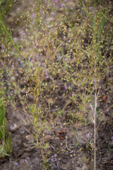 Linanthus harknessii