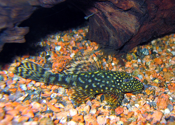 Three-Ray Bristlenose Pleco