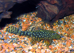 Three-Ray Bristlenose Pleco photo 1
