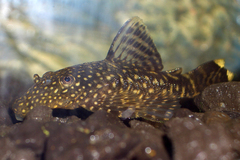 Three-Ray Bristlenose Pleco photo 2