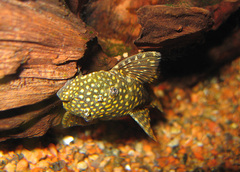 Three-Ray Bristlenose Pleco photo 3