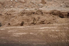 Athene cunicularia hypugaea