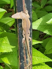 Anolis carolinensis