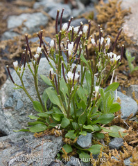 Cardamine bellidifolia
