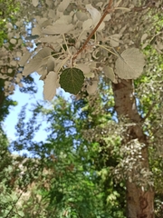 Populus alba