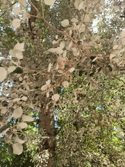Populus alba