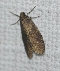 Lepidoscia euryptera