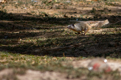 Otospermophilus variegatus