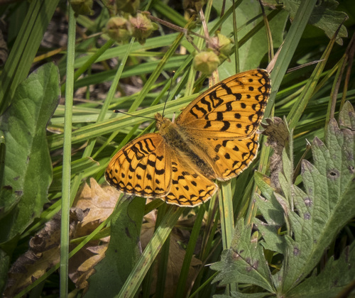 iNaturalist observation photo of Hydaspe Fritillary