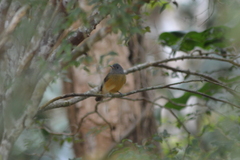 Mionectes rufiventris