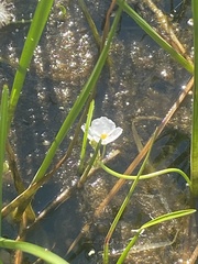 Sagittaria rigida