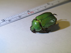 Chrysina lecontei