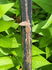 Anolis carolinensis