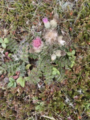 Cirsium edule macounii