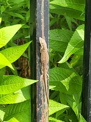 Anolis carolinensis