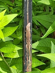 Anolis carolinensis