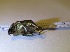 Chrysina lecontei