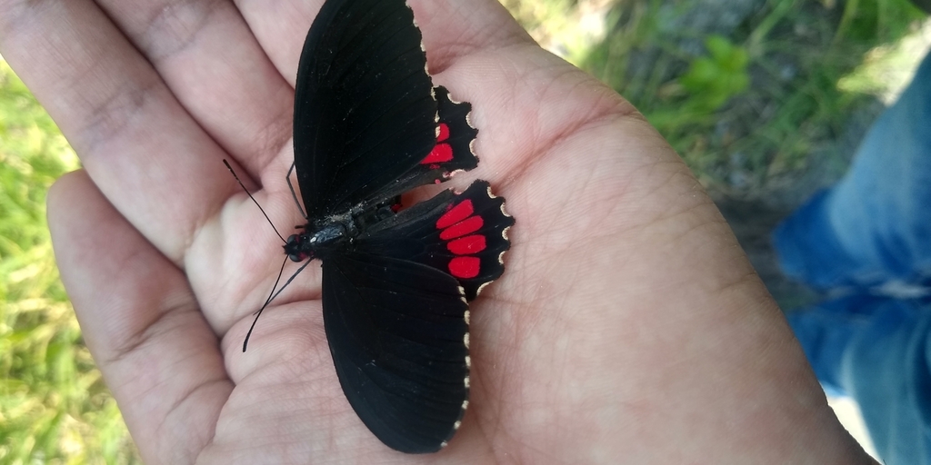 Parides Erithalion Polyzelus From M X M Xico On July