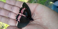 Parides erithalion polyzelus