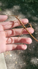 Megaphasma denticrus