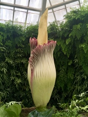 Amorphophallus titanum